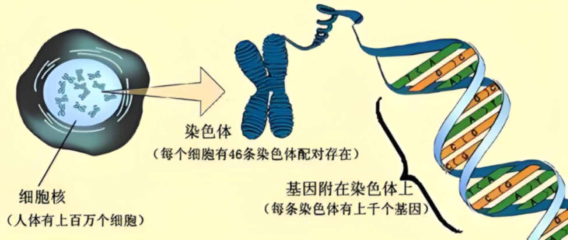 海南怀孕期间可以办理亲子鉴定吗？